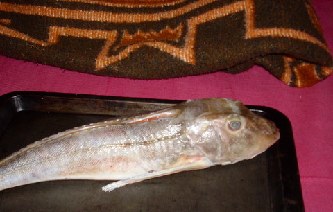 Raw gunard in baking tin on a sofa