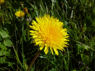 Dandelion