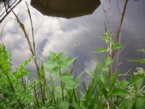 Nettles opposite bandstand