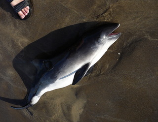 Porpoise washed-up on north Devon beach