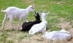 Bristol\'s St Werburgh\'s city farm goats