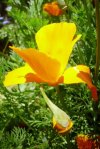 yellow flower in Sheila\'s garden