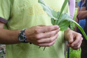 Dave Hamilton holding greater plantain