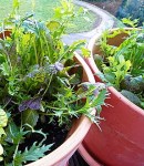 salad-growing-on-a-balcony