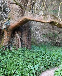 conham-on-the-river-avon