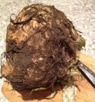 Celeriac