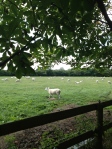 Lleyn sheep Rush Farm