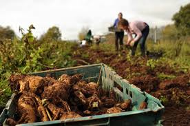Wheelbarrow in foreground, members of the Community Farm working on the land, background