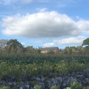 Apricot Centre at Huxhams Cross Farm, Dartington, Devon 
